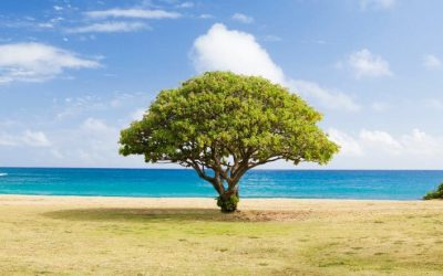 Inside the Successful Cold-Calling Mindset