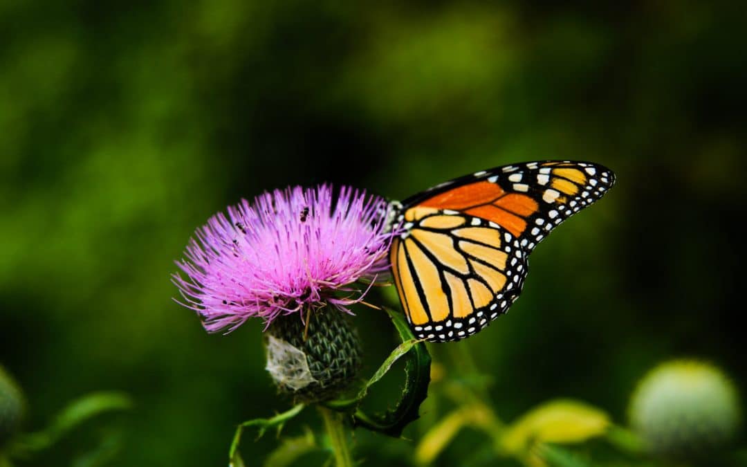 selling insurance over the phone