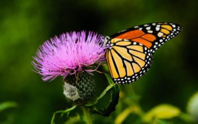 Selling Insurance Over the Phone: The Legalities and No-no’s of Cold Calling